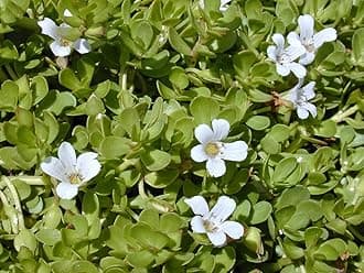 Brahmi Plant Live with Pot (15-20 Strings) - Medicinal Plants for Home Garden Herbs - Bacopa Monnieri/Water Hyssop/Thyme-Leafed Gratiola/Herb of Grace Ayurvedic Plants