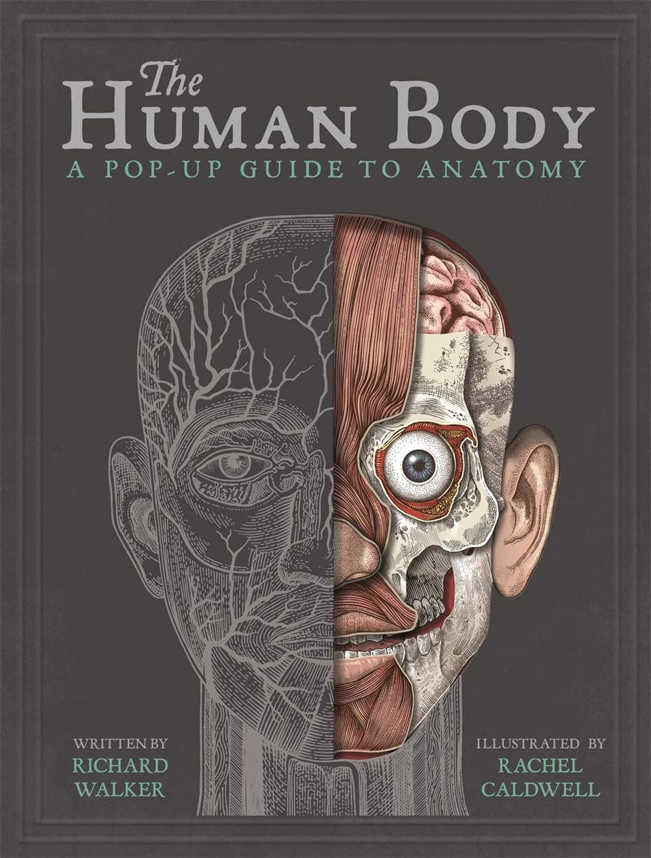 Human Body