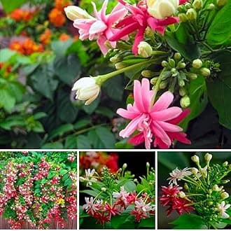 live plants (MADHUMALTI FLOWER PLANT)