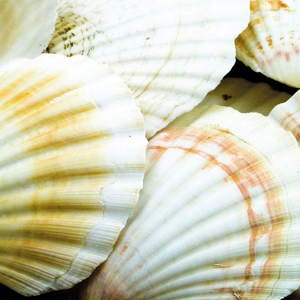 Scallop Shells (1kg)
