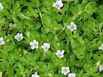 Brahmi Bacopa monnieri Medicinal 2 Live Plant