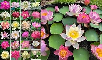 50 Sacred Lotus Seeds for Planting in Water Mixed Flower Color Pink Red White Yellow Multicolor Aquatic Nelumbo nucifera Bonsai Bowl Lotus Seed Ponds Water Feature Gardens Water Lily (50, Lotus Seed)