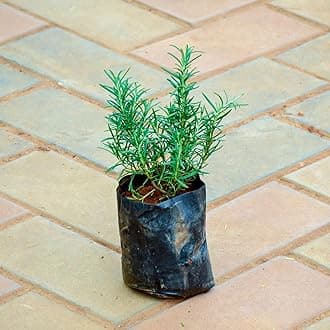 ROOTVILLA Rosemary Live Plant Herb Plant for Home and Garden with Black Pot