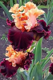 SVG® Dutch Iris Flower Bulbs for Your Home and Gardening Pack of 2 Bulbs (ORANGE)