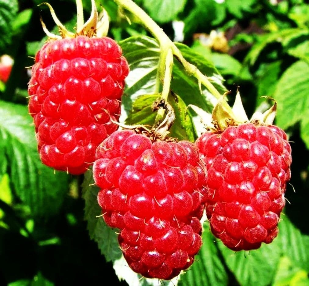 Red Raspberry Seeds for Planting 200+ Pcs Seeds