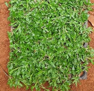 OhhSome Pearl Grass Buffalo Trays (Almost 100 Seedling In Tray) Imported Singapore Soft Lawn (Healthy Live Plant)