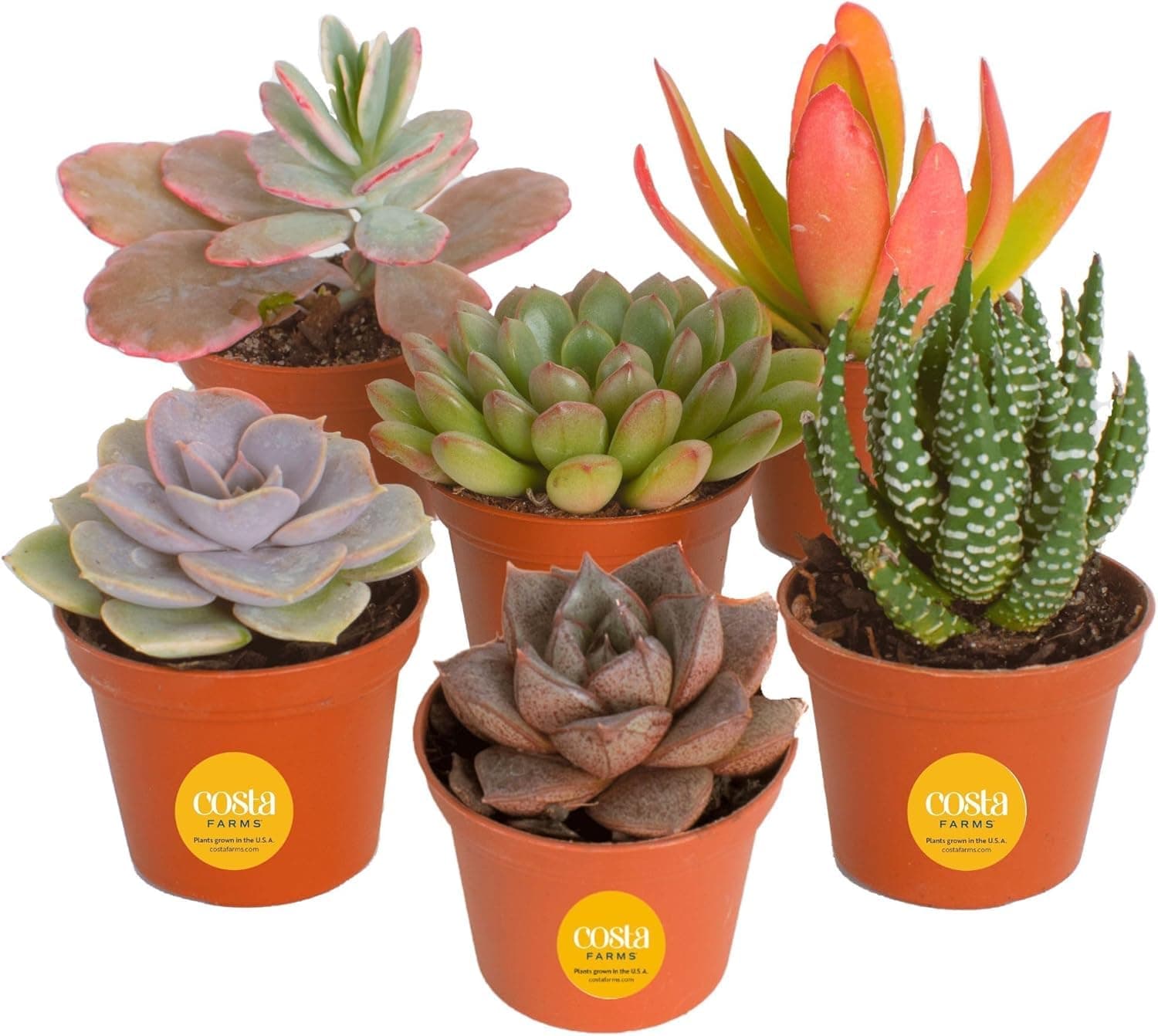 Mini Succulent Live Plants in Plastic Pot, Easy to Maintain Asssorted Indoor Succulents, Houseplants for Room Decor, House Warming or Birthday Gift, 2-3.5 Inches Tall, Pack of 6