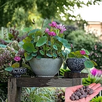 15pcs Mixed Pink, Red & Green Color Bowl Lotus Seeds for Planting Beautiful Water Plants for Indoor Bonsai, Outdoor Ponds (Lotus Seeds (for Germination))