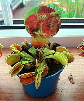 Venus Fly Trap Carnivorous Plant in 9cm Pot Dionaea Muscipula Flytrap (not Seed)