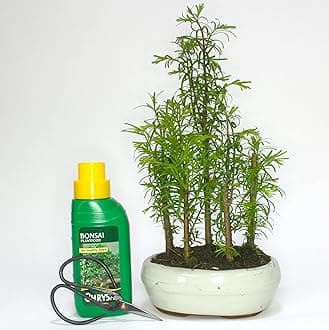 Dawn Redwood (metasequoia) Forest Bonsai 5 Trees - Supplied in a Ceramic Pot Chrysal Liquid Feed Care Set