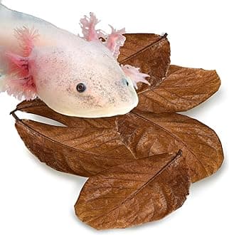 SunGrow 10 Pack Axolotl Indian Almond Leaves for Aquarium, 5-Inches, Catappa Leaf Soothes Pet’s Slime Skin, Aquarium Water Conditioner Leaves Improves Tank Water Quality, Speeds Up Recovery Process
