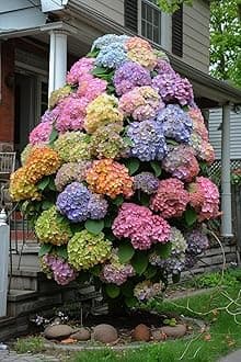 Super Bushy Hydrangea macrophylla Multicolor |1 Live Healthy Plant |Reblooming Bigleaf Hydrangea Shrub | Perfect for Containers Indoor/Outdoor Home Gardening