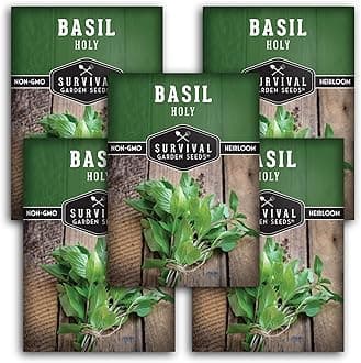 Holy Basil Seed for Planting - Indian Sacred Herb Tulsi Seeds to Grow in Your Home Vegetable Garden - Non-GMO Heirloom Variety - Survival Garden Seeds (5 Packs)