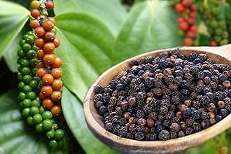 Black Pepper Plant | Live Piper Nigrum for Home Garden | Healthy Indoor/Outdoor Climbing Vine for Fresh, Aromatic Peppercorn Harvest