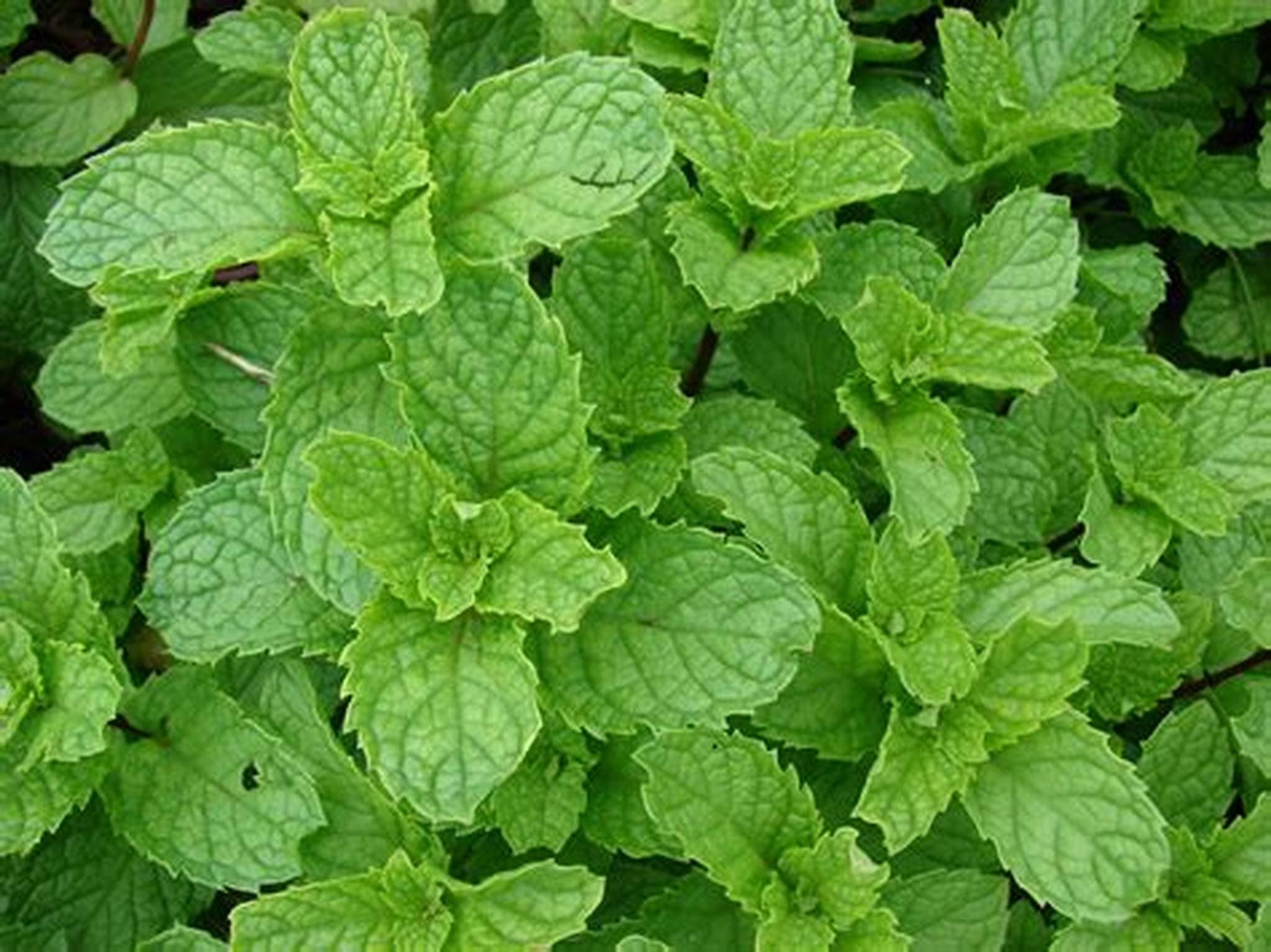 Mint: Spearmint (Mentha spicata)