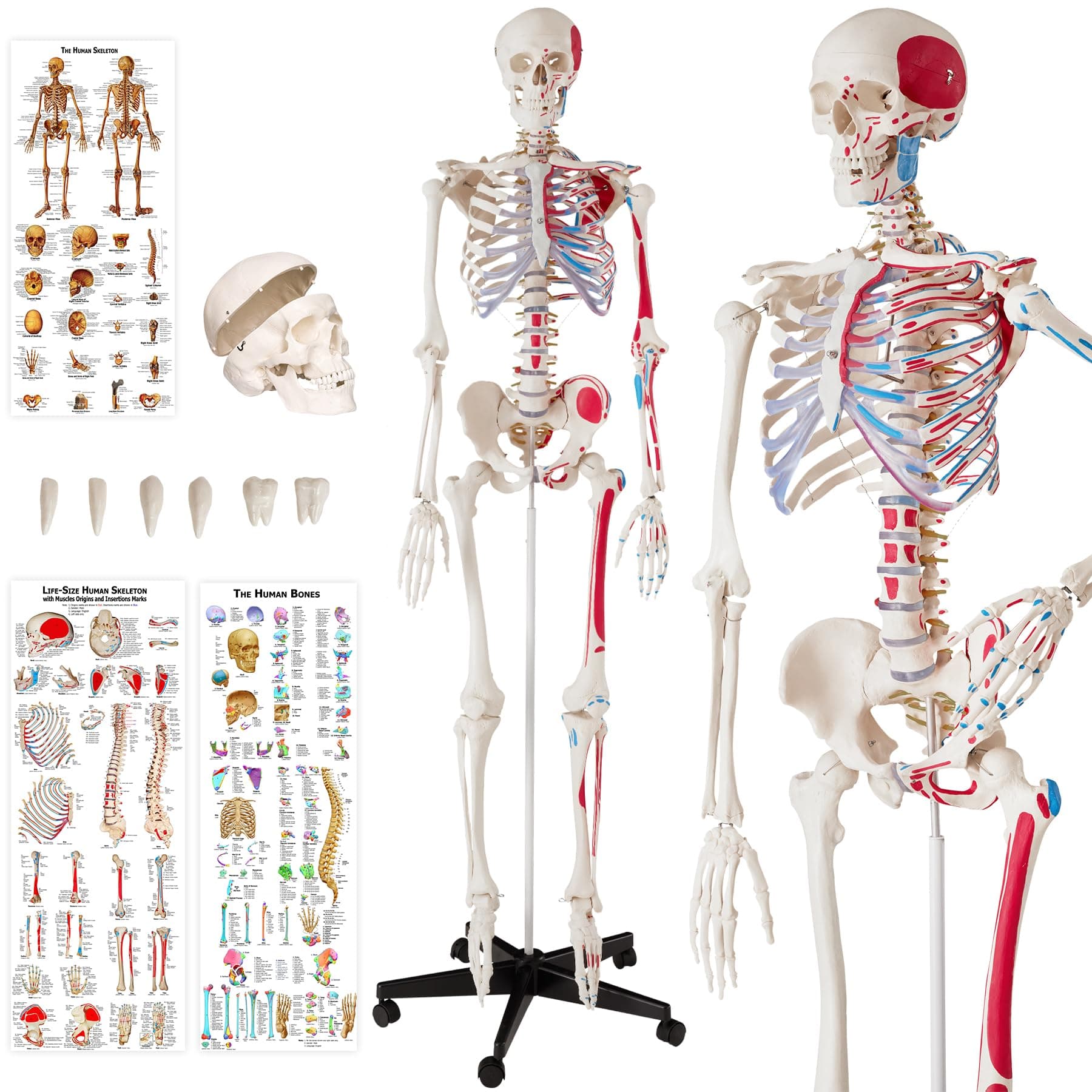 tectake® Life-Size Anatomical Skeleton Model with Removable Limbs & Flexible Joints, Detailed Human Skeleton Model, Incl. 3 Human Anatomy Posters of Bones & Muscles, Stand with Wheeled Base - 180 cm