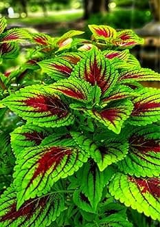 Garden® Imported Coleus Plant Seeds For Kitchen Gardening (Pack Of 100 Seeds)