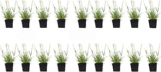 L+ Findlavender Lavender x Intermedia Phenomenal (4" Size Pots, Bee Friendly, Evergreen, 18 Live Plants)
