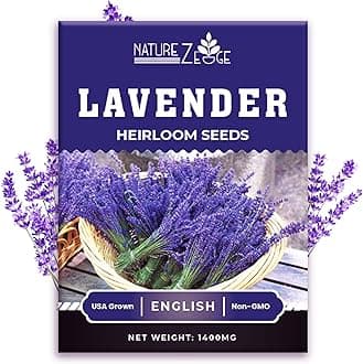 NatureZ Edge English 15,000 Lavender Seeds for Planting Outdoors or Indoor, 90% Germination, to Give You The Lavender Plant You Need, Non-GMO, Heirloom Herb Seeds (10 Pack)