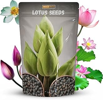 Lotus Seeds - Lotus Seed for Planting in Water | Japanese Rainbow Lotus Flower Seeds, All Season Water Garden Plant, Home and Balcony Growing (10 Pcs)