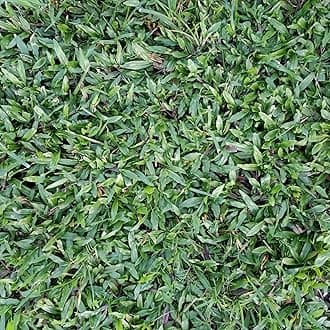 Soft Pearl Grass Live Plant – Lawn Ground Cover | Garden Green Mat | Outdoor Area | Children Safe Turf