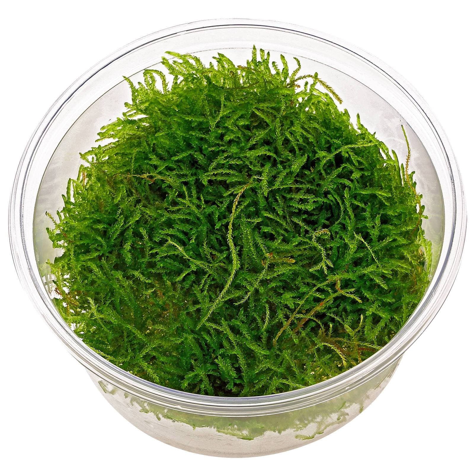 Java Mosses