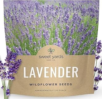 Lavender - Large 1/4 Ounce Packet - 7,000 Flower Seeds for Planting - Lavandula angustifolia