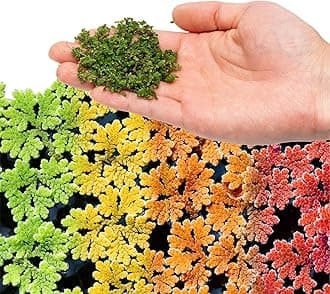 SubstrateSource Live Plants - Azolla Caroliniana, Mosquito Fern, Floating Aquarium Plant, Green Floating Plant for Freshwater Aquariums, Ponds - 1 Cup