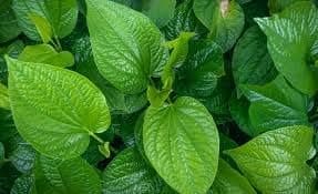 MITU Betel leaf pan pata tree plant 1Healthy Plant Big Size Leaf Pan Plant 1.5.-3FT